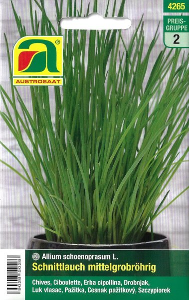 Schnittlauch (Allium schoenoprasum)